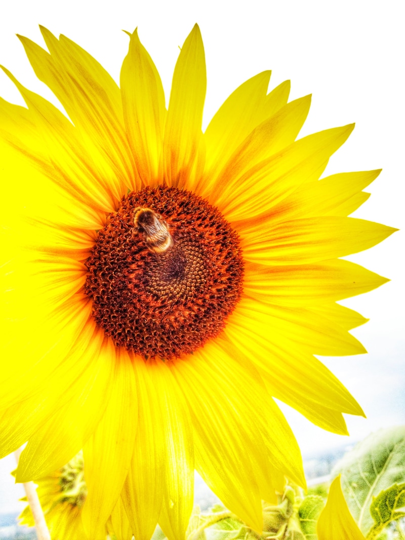 plant, german, garten, germany, gelb, flower, wesp, creativecommons, feld, yellow, wiesbaden, sunflower, agriculture, summer, blätter, insect, leaf, cc