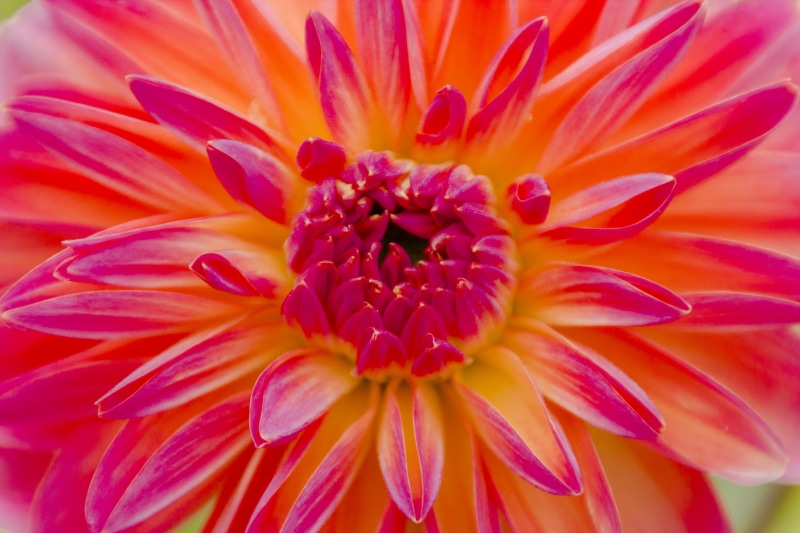 Day, mm, Natur, flower Head, National Geographic, 5K, summer, Sigma, 2014 edition, National  Geographic, Dahlia, photography, Flower, Garten, plant, petaled