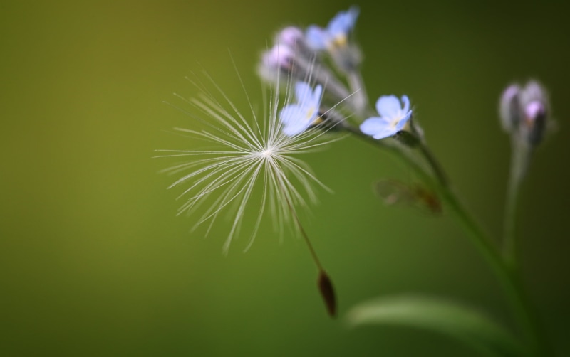 Myosotis, outdoor, f/2, Vergissmeinnicht, Canon EF, nature, selective focus, USM, summertime, spring  green, Natur, Forget me Not, Garten, Makro, Macro