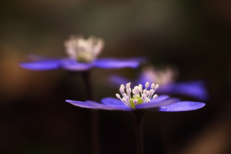 MFT, DOF, close, Hepatica  nobilis, petaled, lens, Makro, beauty In Nature, blue, Natur, summer, deutschland, photography, Lumix GX7, Bokeh, nature, 4K