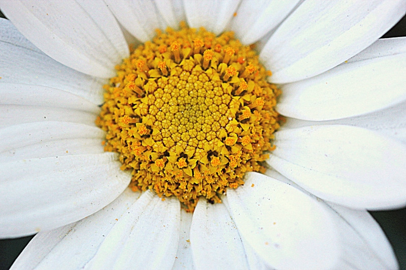 5K, close-up, Macro, Blume, close, hand, Makro, Day, white Daisy, white, Flower, nature, petal, Canon EOS 600D, close up, image, plant, 2014 edition, daisy