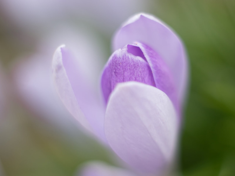 dof, Blume, plant, flower, nature, purple, petal, Helios 44, City Park, Krokus, bokeh, close-up, close up, photo, flowers, pink Color, petaled, in bloom
