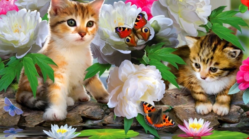 plant part, domestic animals, animal, Blume, animal themes, Schmetterling, flowering plant, Deutschland, looking at camera, pets, Katze, nature, flower