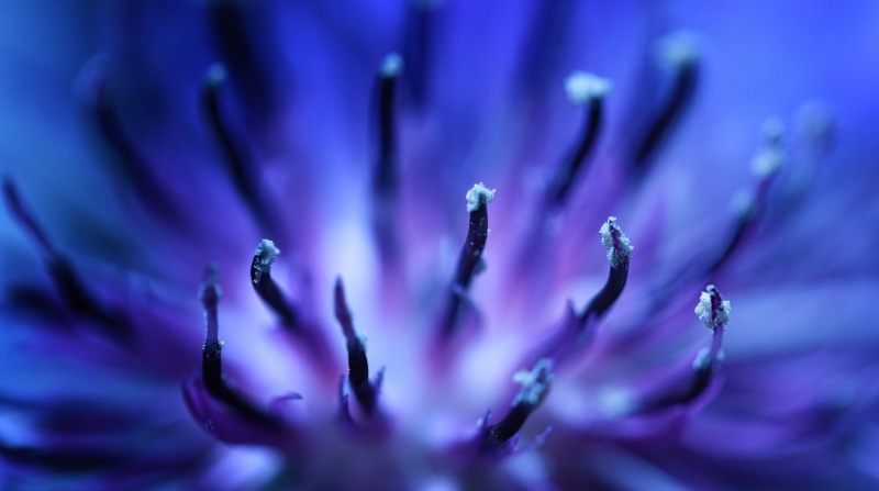 cornflower, flower, fruit, USM, nature, f/2, blue, purple  blue, Macro, 2K, photo, close-up, Makro, Blume, Canon EF, Natur, black, Centaurea cyanus, devilish