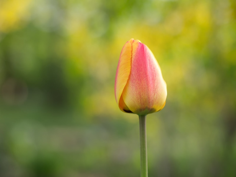 petaled, plant, nature, depth of field, Frühling, springtime, Olympus, M43, flower Head, field, Spring, petal, MFT, simple, photography, outdoors, pink Color
