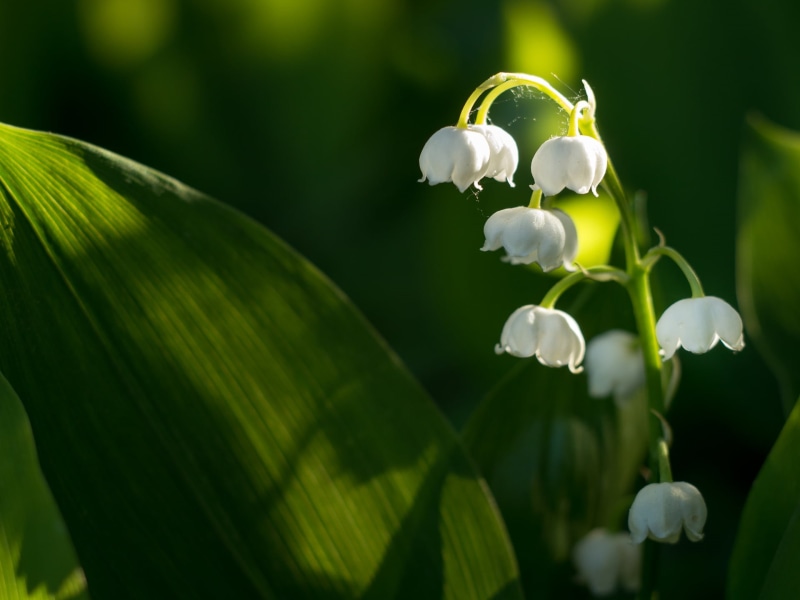 flowers, leaf, flower, Little kiss, plant, close-up, Frühling, sun, 1080P, lily of the valley, freshness, green Color, springtime, Spring, white, Panasonic Lumix G5