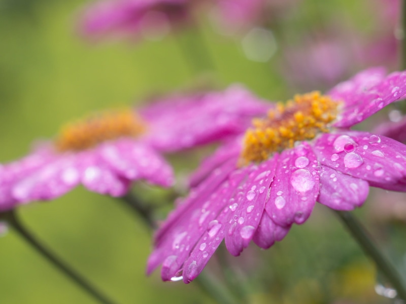 Blume, purple, African daisy, nature, summer  rain, Makro, photography, blossom, closeup photography, 35mm, plant, flower, closeup, close-up, F2.4, 1080P