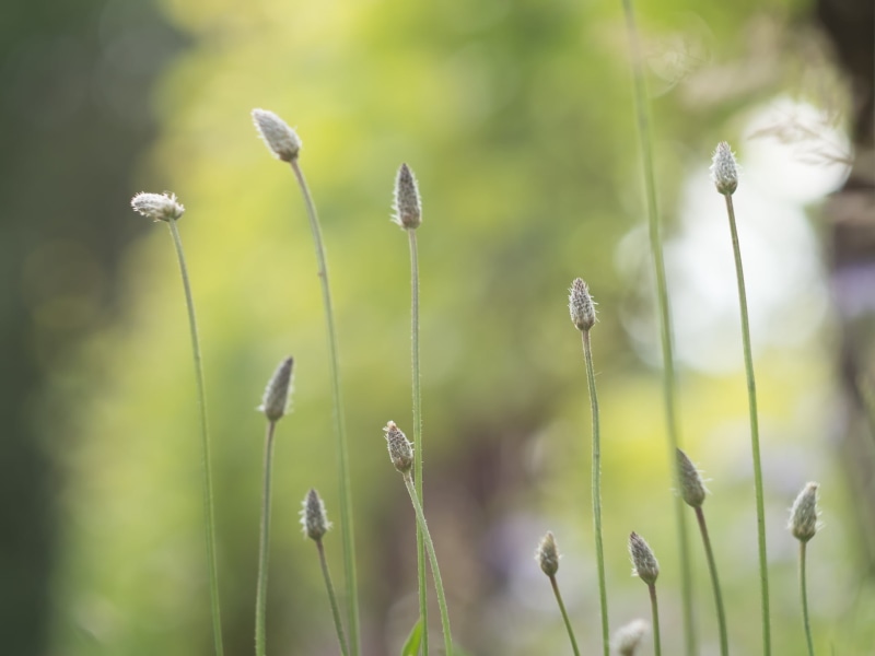 grass, MFT, M43, Sommer, bokeh, Helios 44, summer, plant, Panasonic Lumix GX8, meadow, quiet, dof, outdoors, green grass, Peach, moment, close-up, 1080P