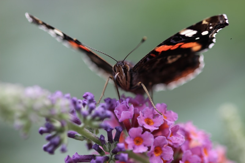 red, Buddleja, Butterfly  flower, Blume, 5K, flower  flower, Canon, macro, Schmetterling, petaled, purple, flower, Tier, insect, red admiral butterfly