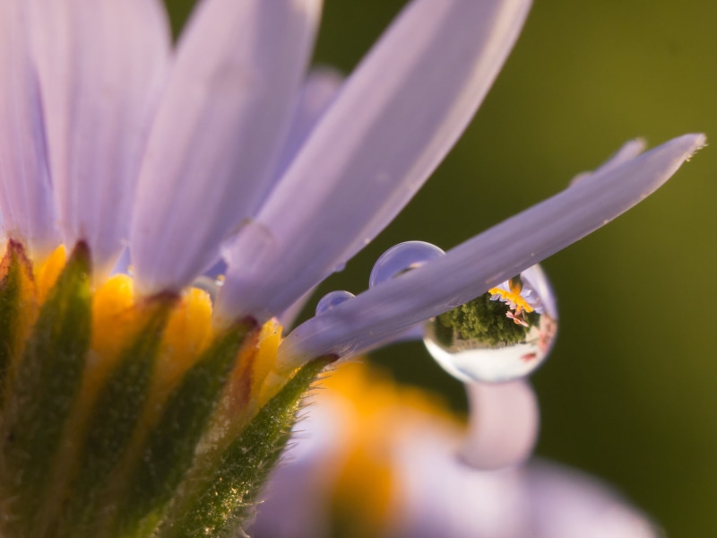 plant, Spring, Frühling, water drop, water, makro, blossom, macro, window box, flower, close, dew, 1080P, drops, Blume, rain - water, petaled, Panasonic Lumix G5