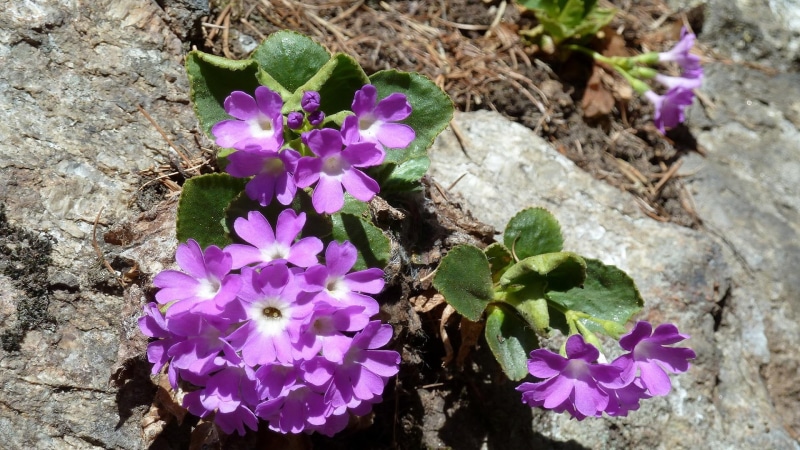 nature and landscapes, pflanze, 1080P, blume, gebirge, gebirgsblume