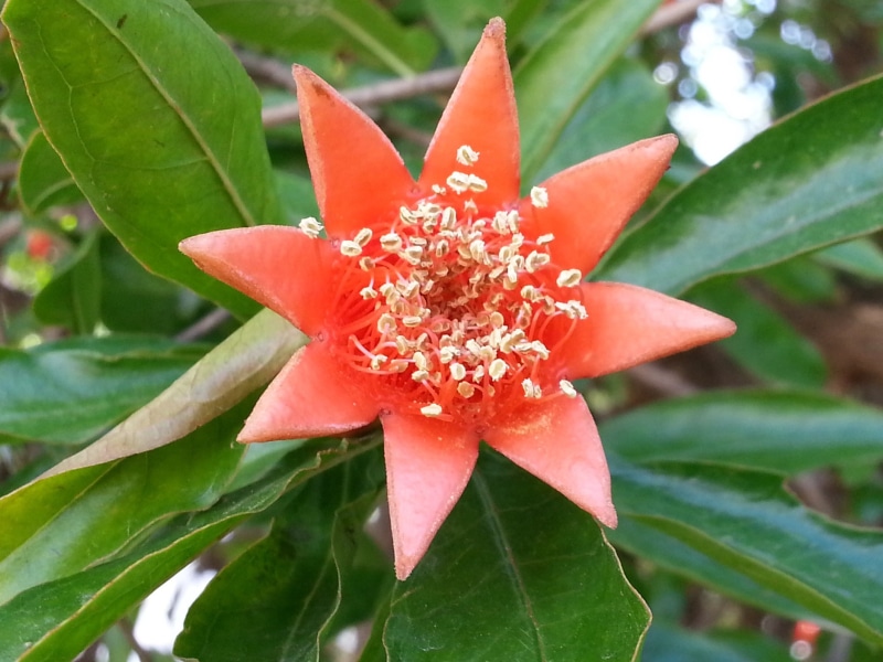 flower, Nar Çiçeği, Pomegranate flower, blume, Granatapfel-Blume, pomegranate, granatapfel, nar, 1080P, e