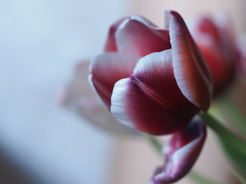 close-up, spring, petal, blume, tulip, red, white, blumen, going  green, plant, fading, flowers, flower, frühling, weiß, gone  going, dof, nature, 4K