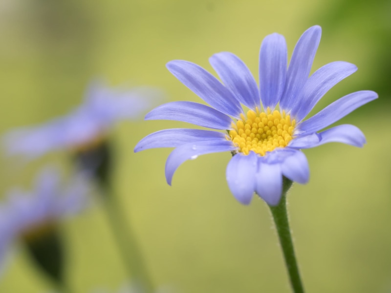 close-up, daisy, Trust, selective focus, Sommer, nature, bokeh, outdoors, beauty In Nature, petal, dof, M43, focus, MFT, Peach, 1080P, plant, Daisies
