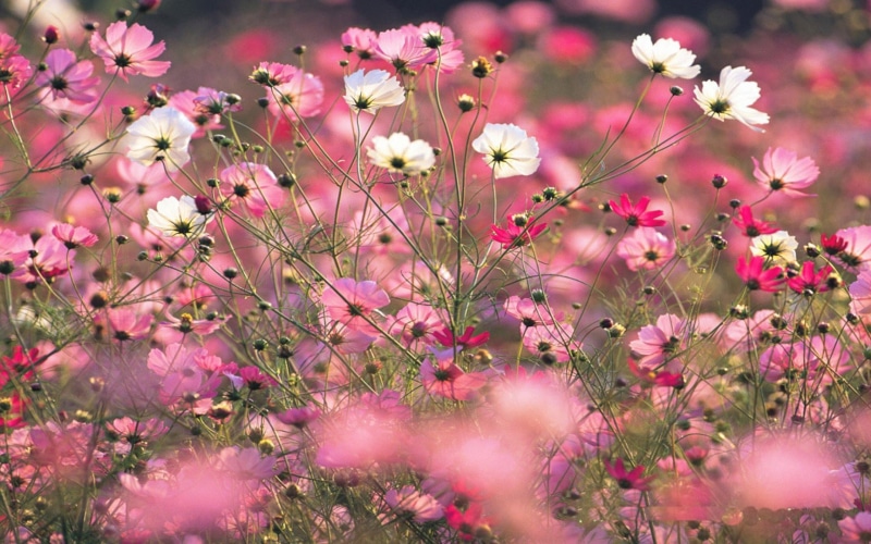 kosmos, blume, bunte, tapete, 2K