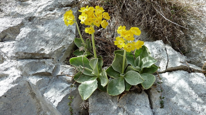 gebirge, alpenblume, 1080P, nature and landscapes, blume, sonne, alpen