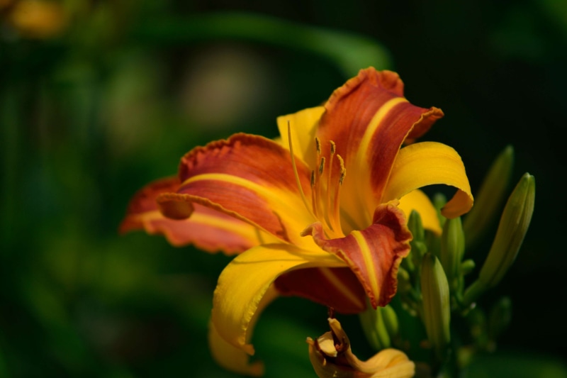 plant, petal, beauty in nature, hana, phool, botany, flor, outdoors, day lily, no people, flowering plant, close-up, hua, inflorescence, flower, fragility
