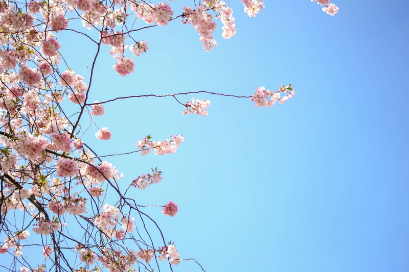 blossom, cherry blossom, day, no people, freshness, blue, beauty in nature, tree, blume, flowers, plant, outdoors, pink, romantic, 4K, cherry, flowering plant