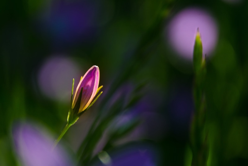 green Color, Campanula, purple, selective, focus, photography, flower, petaled, spring, flower Head, selective focus, 2K, nature, blume, petal, plant