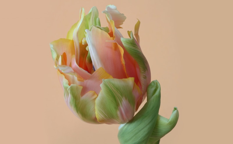 colored background, close-up, flowering plant, bulbflower, indoors, parrot, beauty in nature, no people, Tulip, tulp, Orange, bud, rose - flower, petal