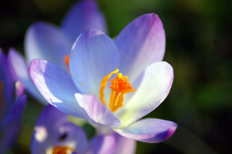 plant, Makro, close up, picture, stunning, beautiful, Frühling, photo, Mädchen, image, spring, flower Head, colours, macro, Farben, Blume, lillies, beauty In Nature