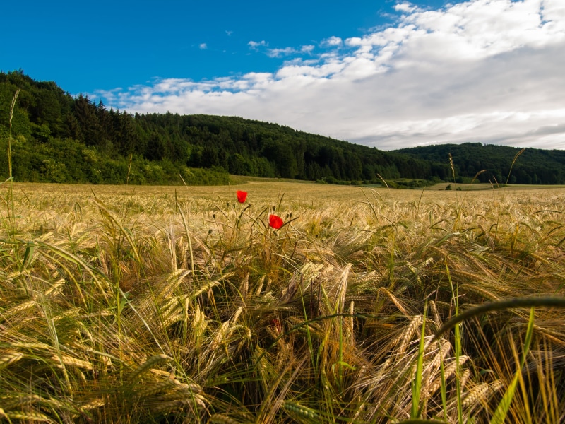 Felder, Franken, outdoors, flowers, Gras, Pottenstein, Acker, two, summer, Mehl, seasons, daytime, klaus, Bäume, Wolken, farm, grün, Wiesen, Hügel, fields