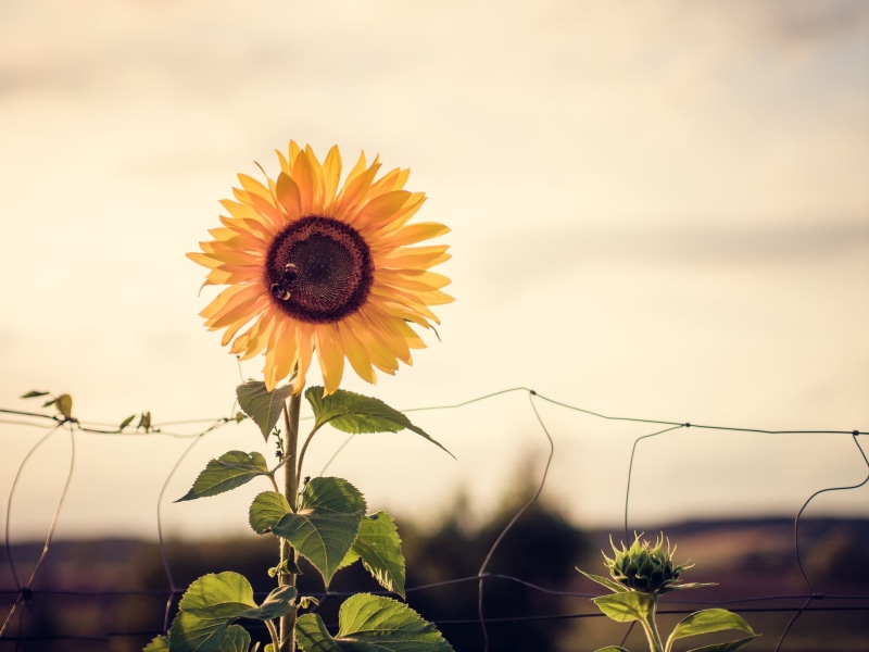 flower, M43, Sun Flower, Peach, plant, field, agriculture, Panasonic Lumix G3, yellow, Blume, photo, Sunflower, Olympus, nature, Zaun, MFT, rural Scene