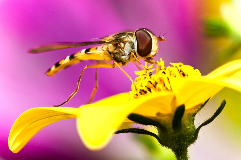Beauty, Europe, close-up, nature, animal, show, gelb, photography, fly on, Makro, Deutschland, light, Canon, hoverfly, mm, bavaria, blossom, bee, explore