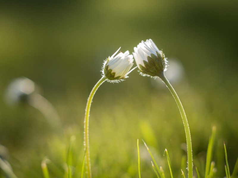 field, 1080P, Spring, flower, close, freshness, outdoors, flowers, meadow, two, white, petaled, grass, Hello friend, daisy, Frühling, close-up photography