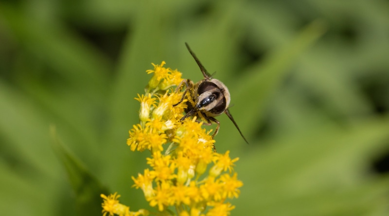 auf, hoverfly, outdoors, bee, pollen, pollination, invertebrate, beauty in nature, one animal, yellow, vulnerability, schwebfliege, plant, growth, Insects