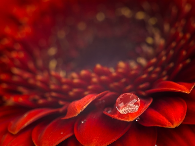 photography, Blume, Gerbera, red, plant, Makro, flower Head, macro, nature, drop, closeup photography, love, close-up, extension tube, HMM, flower, petal