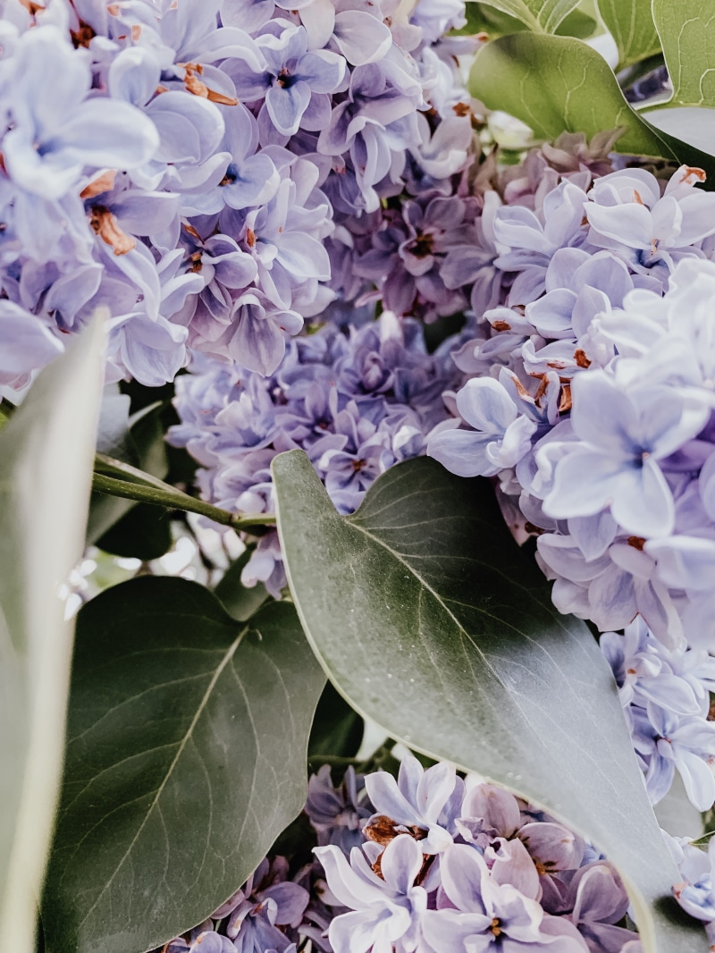 vulnerability, blumen, flowers, green, purple, frühling, 4K, no people, lilac, fragility, potted plant, growth, flieder, iris, springtime, pflanzen, inflorescence