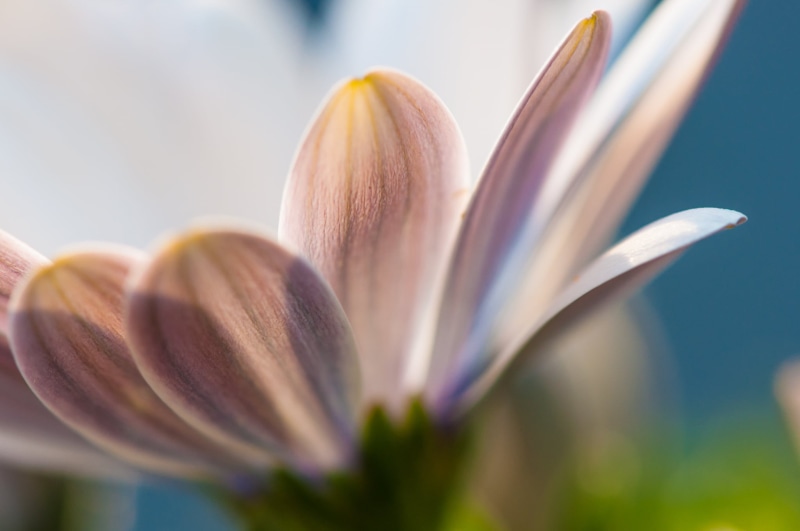 beauty In Nature, explore, Blume, 1080P, Makro, DoF, Blumen, macro photography, photography, Nikon D90, close-up, Flower, nature, 105mm, petaled, summer