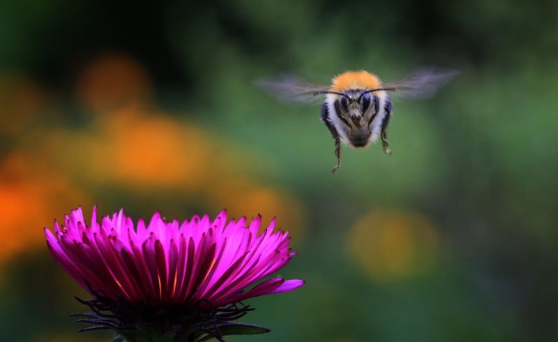 flower, 4K, macro, hovering, close-up, pollination, Blume, animal Wing, petaled, Tier, pink, white, bumblebee, landing approach, beauty In Nature, orange