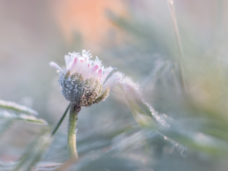Spring, shot, bud, macro shot, dof, plant, macro, summer, white flower, outdoors, nature, frost, flower, close-up, Panasonic Lumix G5, Helios 44, bokeh