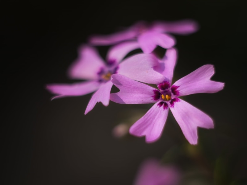 lens, Frühling, low key, Peach, photography, Blume, M43, flower, Spring, 1080P, focus, F1.8, shallow focus, MFT, vintage, shallow, plant, Panasonic Lumix G5