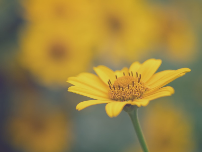 beauty In Nature, view, plant, petal, summer, Dandelion, nature, coneflower, flower, close-up, Mellow yellow, Helios 44, outdoors, M43, MFT, rudbeckia