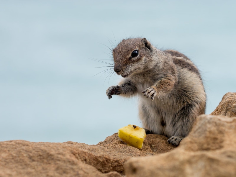 photography, squirrel, rodent, 1080P, selective, Panasonic Lumix G5, cute, rock, brown, ground, F1.8, small, animal, Fuerteventura, Barbary Ground Squirrel