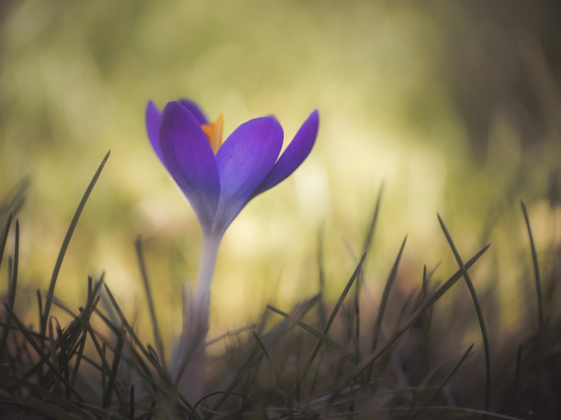 close-up, F2.7, grass, Micro 4/3, focus, 1080P, beauty In Nature, plant, photo, meadow, adapted, Gorgeous, dof, Panasonic, purple, Ms, surrounded, selective focus