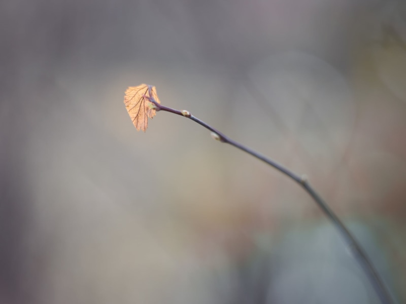 tree, outdoors, tilt, photography, close-up, MFT, 1080P, autumn, nature, simple, season, bokeh, shift, forest, branch, Helios 44, Lonely, tilt shift photography