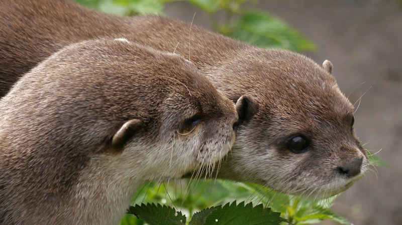 Animals, Otter, animals In The Wild, seals, Otters, nature, gray, Asian, animal, cute, Mammals, Panasonic  Lumix  G5, close-up, two, Clawed, wildlife, Short