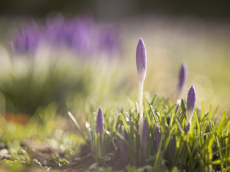 purple flower, 1080P, outdoors, grass, green Color, flower, dof, croci, bokeh, Spring is here, flower bud, close, Helios 44, meadow, Panasonic Lumix G5