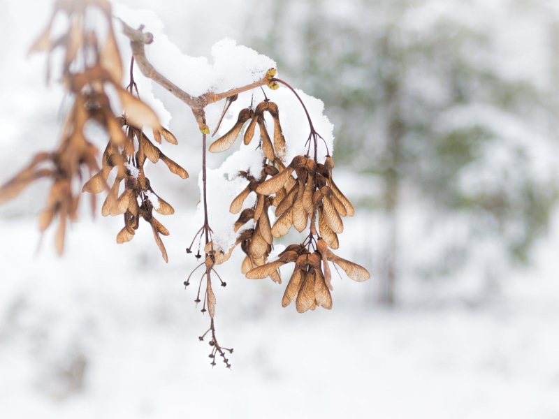 close-up, 35mm, selective focus, branch, Ahorn, 1080P, F2.4, tree, white  tree, bokeh, photography, plant, maple, focus, snow, selective, Panasonic Lumix G5