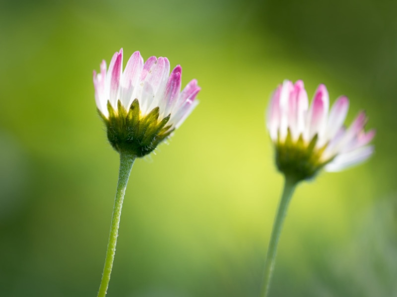 Sigma, flowers, spring, closeup photography, purple, F2.8, flower, green Color, 1080P, closeup, petaled, MFT, close-up, outdoors, photography, meadow