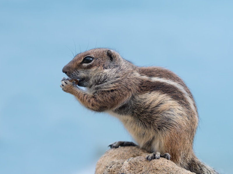 squirrel, fur, photo, rock, nature, Fuerteventura, rodent, ground Squirrel, mammal, wildlife, 1080P, animals In The Wild, Olympus, animal, cute, Barbary Ground Squirrel