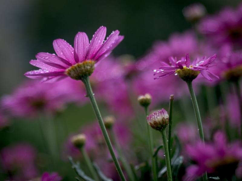 Cooling down, nature, summer, flower, close-up, 35mm, close, Panasonic Lumix G5, phoot, blossom, Makro, 1080P, plant, Blume, close up, petaled, macro