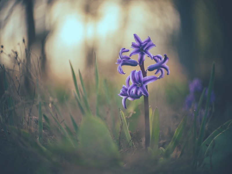 F2.7, manual focus, grass, MFT, dof, available light, plant, Peach, beauty In Nature, Anastigmat, nature, 1080P, purple flower, summer, purple, Cine, lens