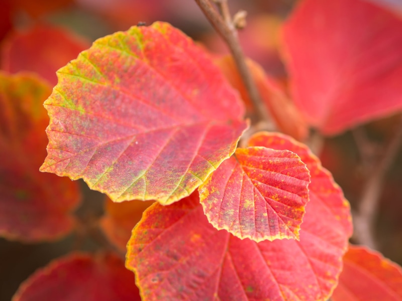 autumn, close, season, selective focus, leaf, 1080P, red, close up, selective, focus, close-up, Autumn leaves, nature, Olympus, yellow, Panasonic Lumix G5