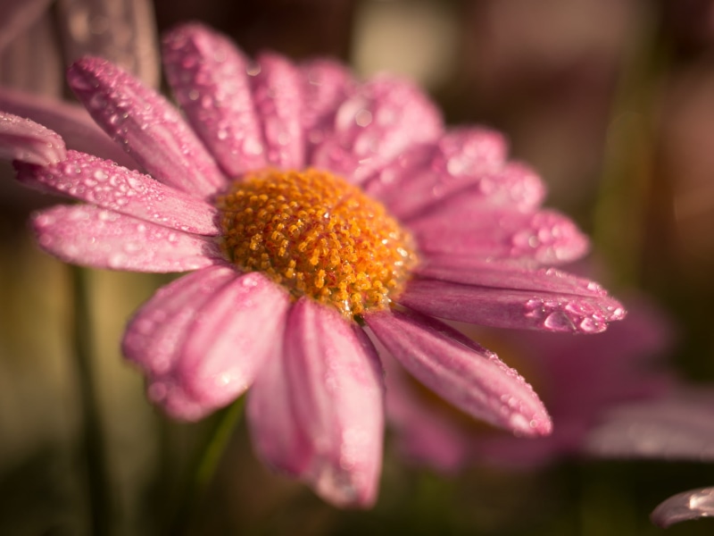 flower, Frühling, plant, nature, petal, blossom, focus, makro, Blume, beauty In Nature, selective focus, Spring, 1080P, Motifs, Panasonic Lumix G5, pink