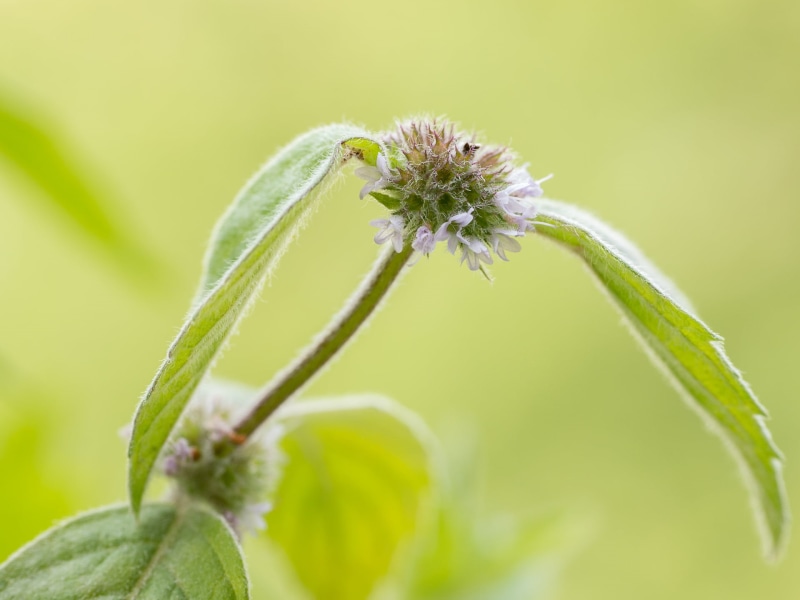 Sigma, close-up, DN, white, plant, Peppermint, green Color, Blume, 60mm, white flower, green, flower, green leaf, summer, leaf, Panasonic Lumix G5, nature